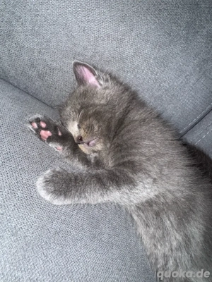 Main-Coon Kitten (jetzt abgabebereit !!)  Bild 3