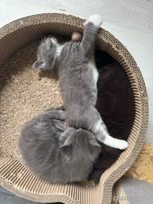 Main-Coon Kitten (jetzt abgabebereit !!)  Bild 4