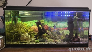 Aquarium 100L