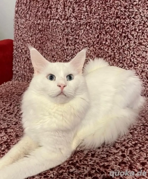 Hübscher Kater sucht Katzendame zum decken