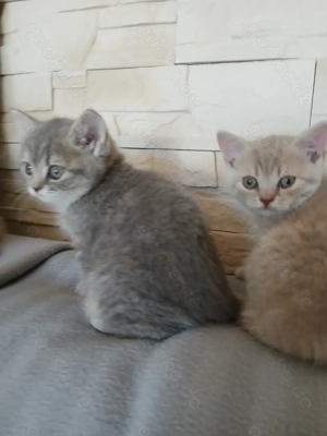 BKH Kitten,Bkh Katzen  Bild 3