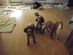 Irish- Englich - Setterwelpen Bild 2