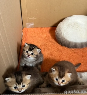 Zauberhaftes BKH-Kitten suchen ein liebevolles Zuhause