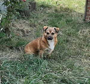 Charlie - verschmuster Schatz sucht Zuhause