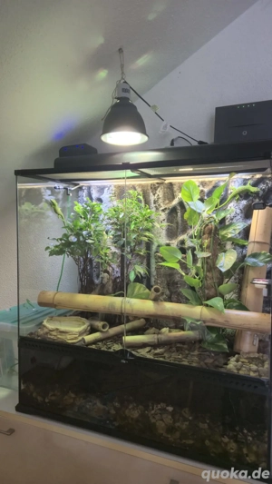 Terrarium mit 2 Madagaskar Taggecko