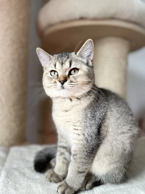 Britisch Kurzhaar Kätzchen mit exzellenten Stammbaum  Bild 2