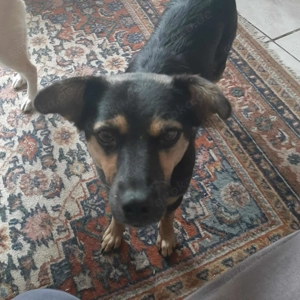 Vicky - quirliges Hundemädchen sucht aktives Zuhause