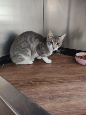 Coral sucht ein liebevolles Zuhause mit Freigang Bild 3