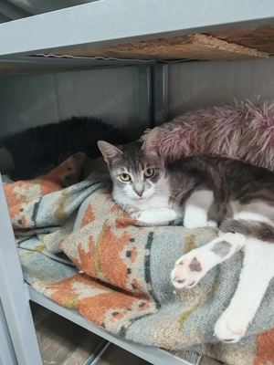 Coral sucht ein liebevolles Zuhause mit Freigang Bild 6