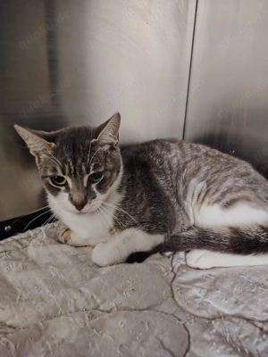 Coral sucht ein liebevolles Zuhause mit Freigang Bild 4