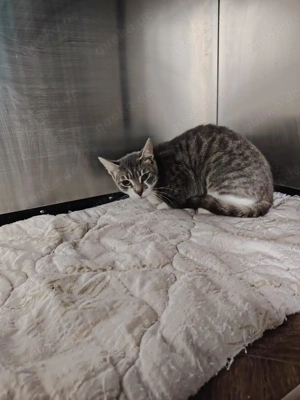 Coral sucht ein liebevolles Zuhause mit Freigang Bild 5