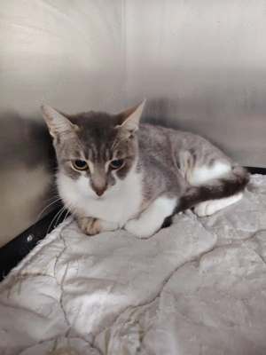 Coral sucht ein liebevolles Zuhause mit Freigang Bild 2