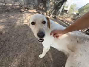 Nik sucht sein Zuhause (noch auf Sardinien) Bild 2