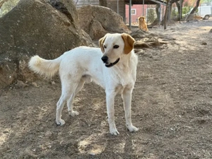 Nik sucht sein Zuhause (noch auf Sardinien) Bild 3