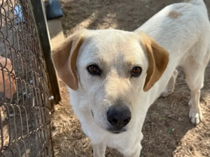 Nik sucht sein Zuhause (noch auf Sardinien)