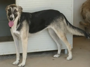 Destiny sucht ihr Zuhause (noch auf Sardinien) Bild 2