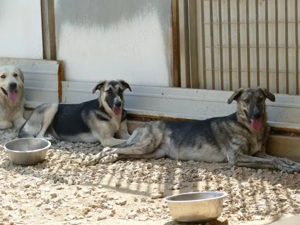 Destiny sucht ihr Zuhause (noch auf Sardinien) Bild 6