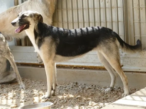 Destiny sucht ihr Zuhause (noch auf Sardinien) Bild 5