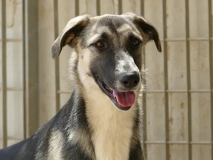 Destiny sucht ihr Zuhause (noch auf Sardinien) Bild 3