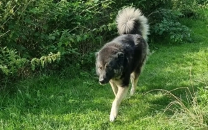 Dean sucht sein Für-Immer-Zuhause Bild 3