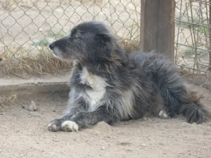 Cika sucht ihr Zuhause (noch auf Sardinien) Bild 3