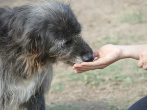 Cika sucht ihr Zuhause (noch auf Sardinien) Bild 2