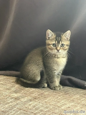 Reinrassige BKH dürfen ausziehen