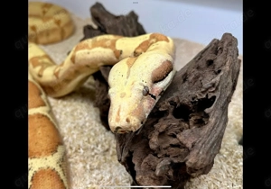 0,1 VPI Sunglow Jungle Boa constrictor