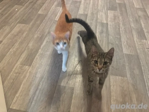 Katzen Schweren Herzen abzugeben 