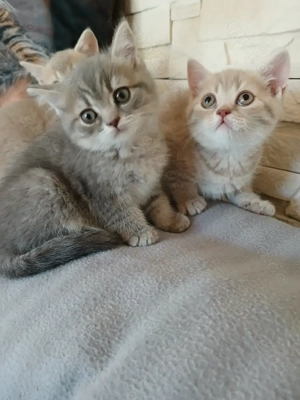 BKH Kitten,Bkh Katzen  Bild 2