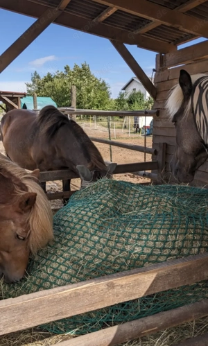 Offenstallplatz - Selbstversorger - Allergiker  Rehe geeignet - bedampftes Heu Bild 4