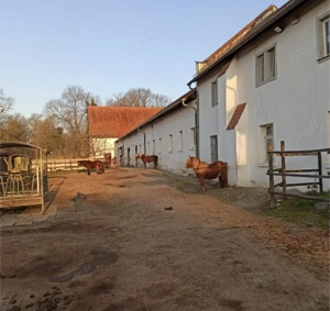 Offenstallplatz - Selbstversorger - Allergiker  Rehe geeignet - bedampftes Heu Bild 2