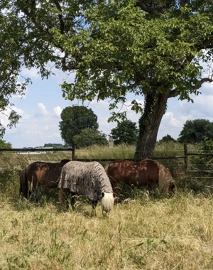 Offenstallplatz - Selbstversorger - Allergiker  Rehe geeignet - bedampftes Heu Bild 5