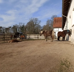 Offenstallplatz - Selbstversorger - Allergiker  Rehe geeignet - bedampftes Heu Bild 3