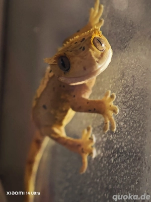 Kronenkopfgeckos Bild 2