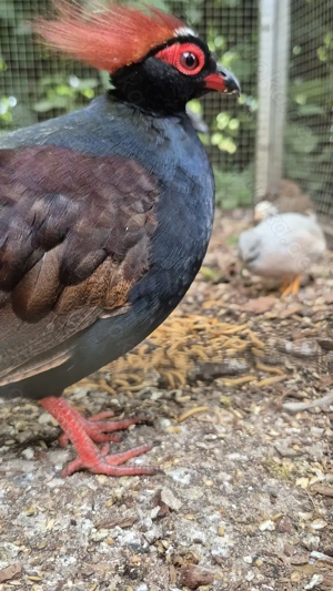 Strausswachtel Straußwachteln abzugeben 