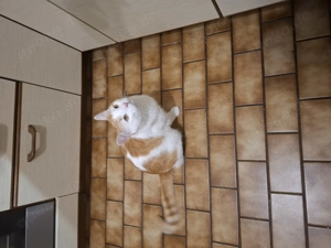 Kater Maci sucht neues Zuhause 