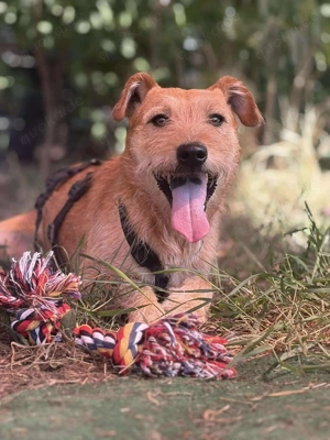 Robin sucht sein neues Zuhause