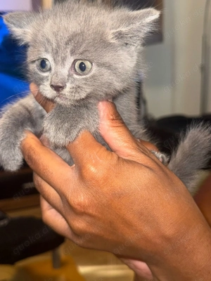 BKH Kitten zu verkaufen 11 Wochen alt 