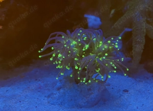 Euphyllia Black Torch und Dragon Soul