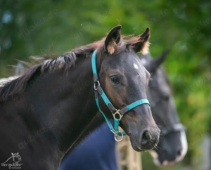 Schwarze Perle: Paint Horse Quarter Fohlen Stute APHA 