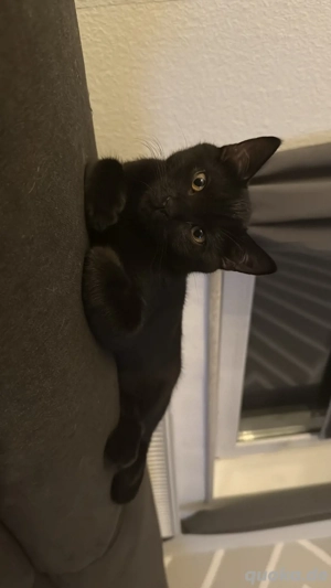 suche ein neues zuhause 