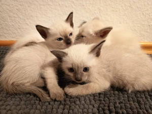 Siam Kitten Reinrassig