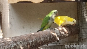 Mönchsittiche Jungtiere 2025