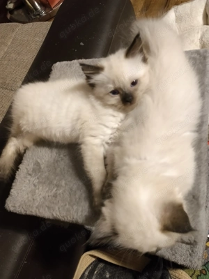 Reinrassige Seal Colourpoint Ragdoll Kitten  Kätzchen mit Stammbaum
