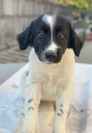 Anastasia, geb. ca. 05 2025, lebt in GRIECHENLAND, im städt. Tierheim Serres Bild 7