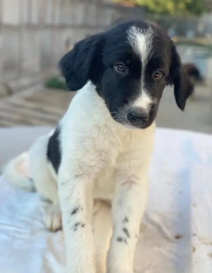 Anastasia, geb. ca. 05 2025, lebt in GRIECHENLAND, im städt. Tierheim Serres Bild 5