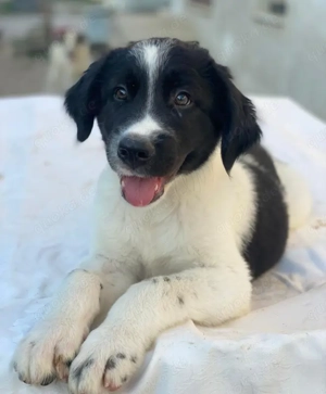 Anastasia, geb. ca. 05 2025, lebt in GRIECHENLAND, im städt. Tierheim Serres Bild 3