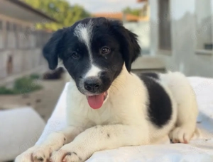 Anastasia, geb. ca. 05 2025, lebt in GRIECHENLAND, im städt. Tierheim Serres Bild 9