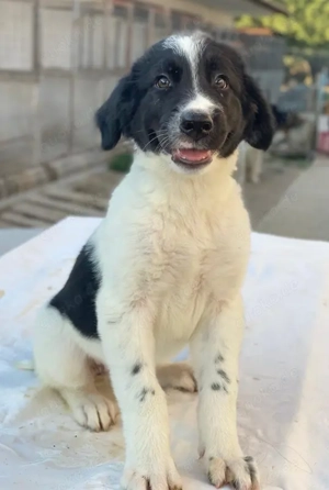 Anastasia, geb. ca. 05 2025, lebt in GRIECHENLAND, im städt. Tierheim Serres Bild 8